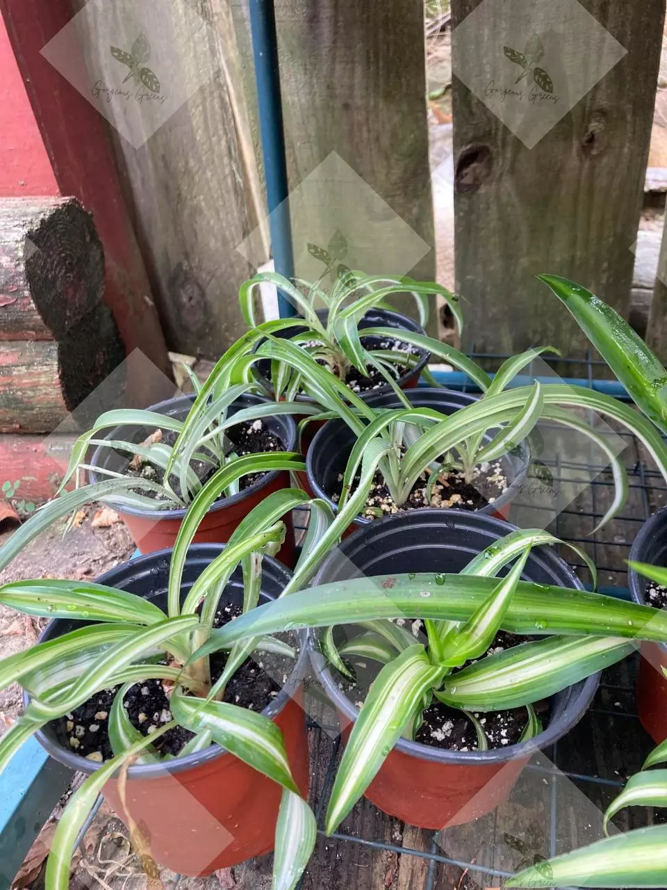 plant/Spider plants "Curly Bonnie"-2