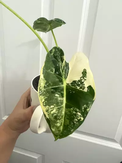 plant/Varigated Frydek-0-thumbnail