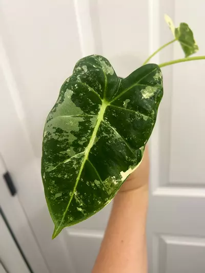 plant/Varigated Frydek-2-thumbnail