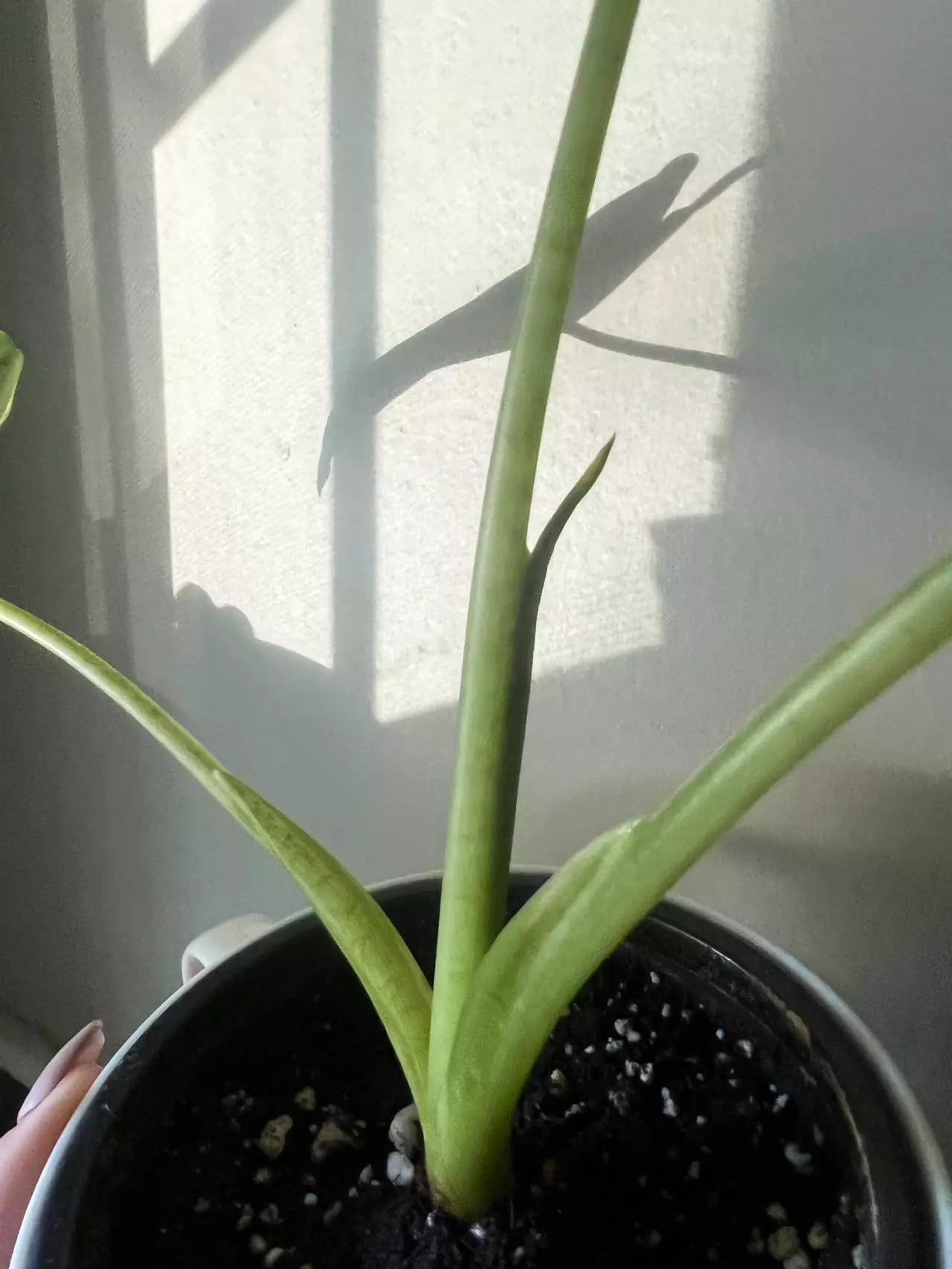 plant/Varigated Frydek-4