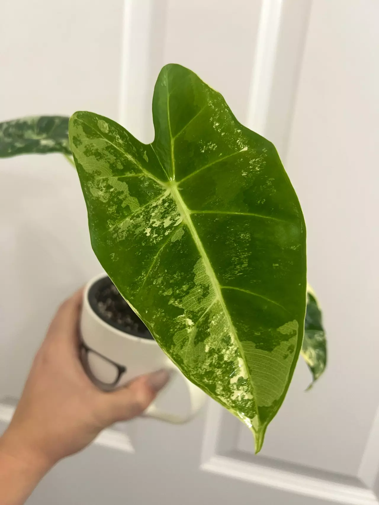 plant/Varigated Frydek-1