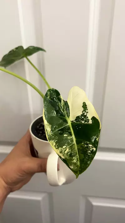 plant/Varigated Frydek-3-thumbnail