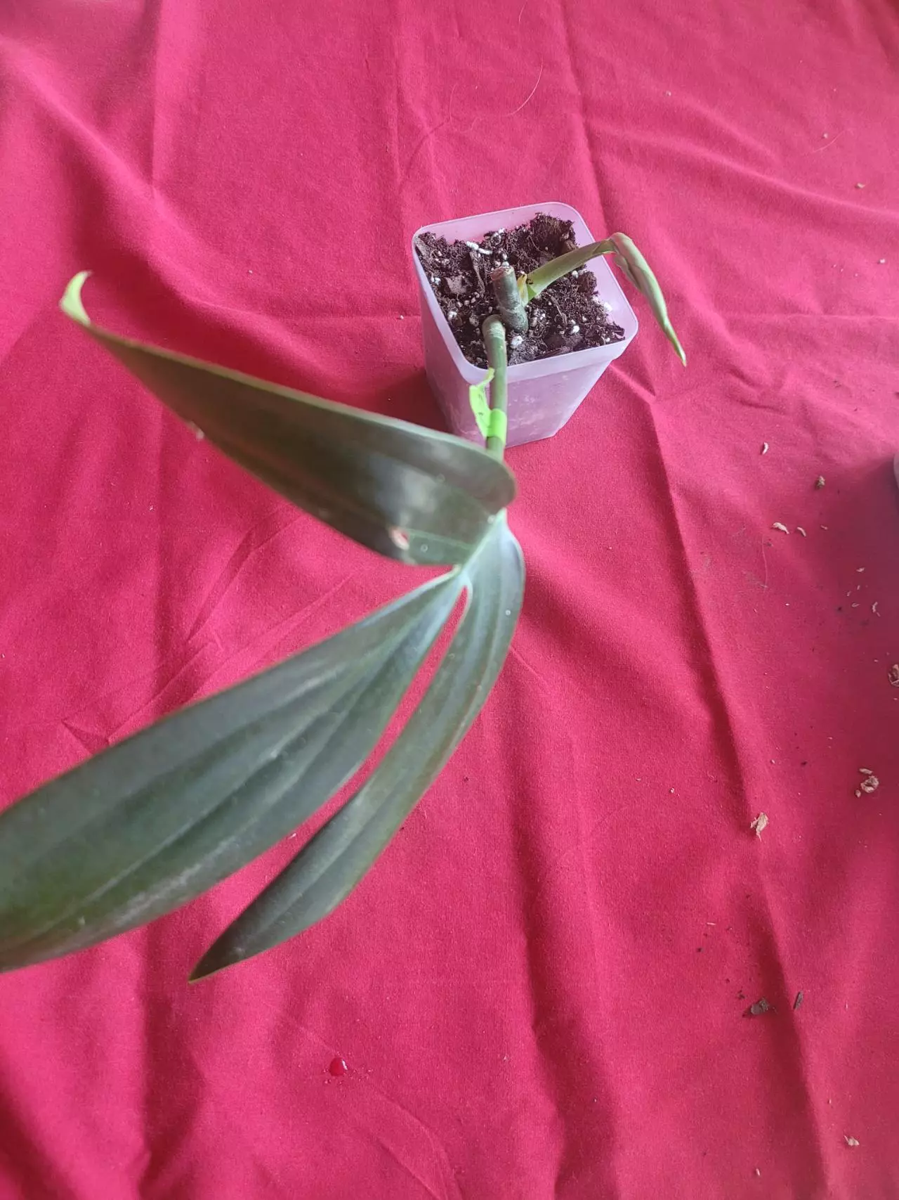 plant/Rhaphiodorpha Decursiva Dragon Tail-0