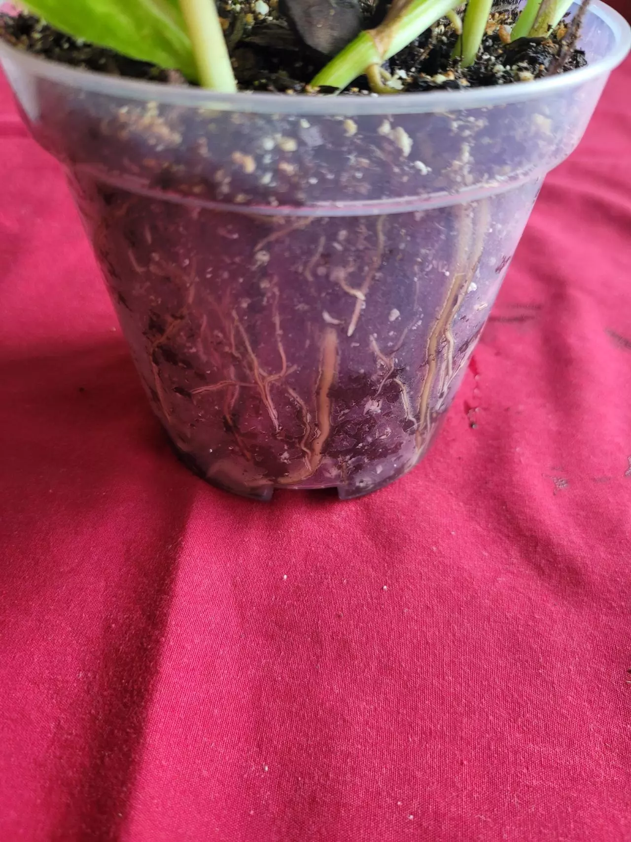 plant/Hawaiian Pothos-1