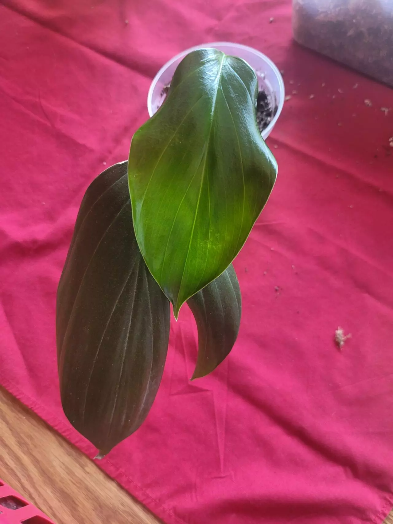plant/Rhaphiodorpha Decursiva Dragon Tail-1