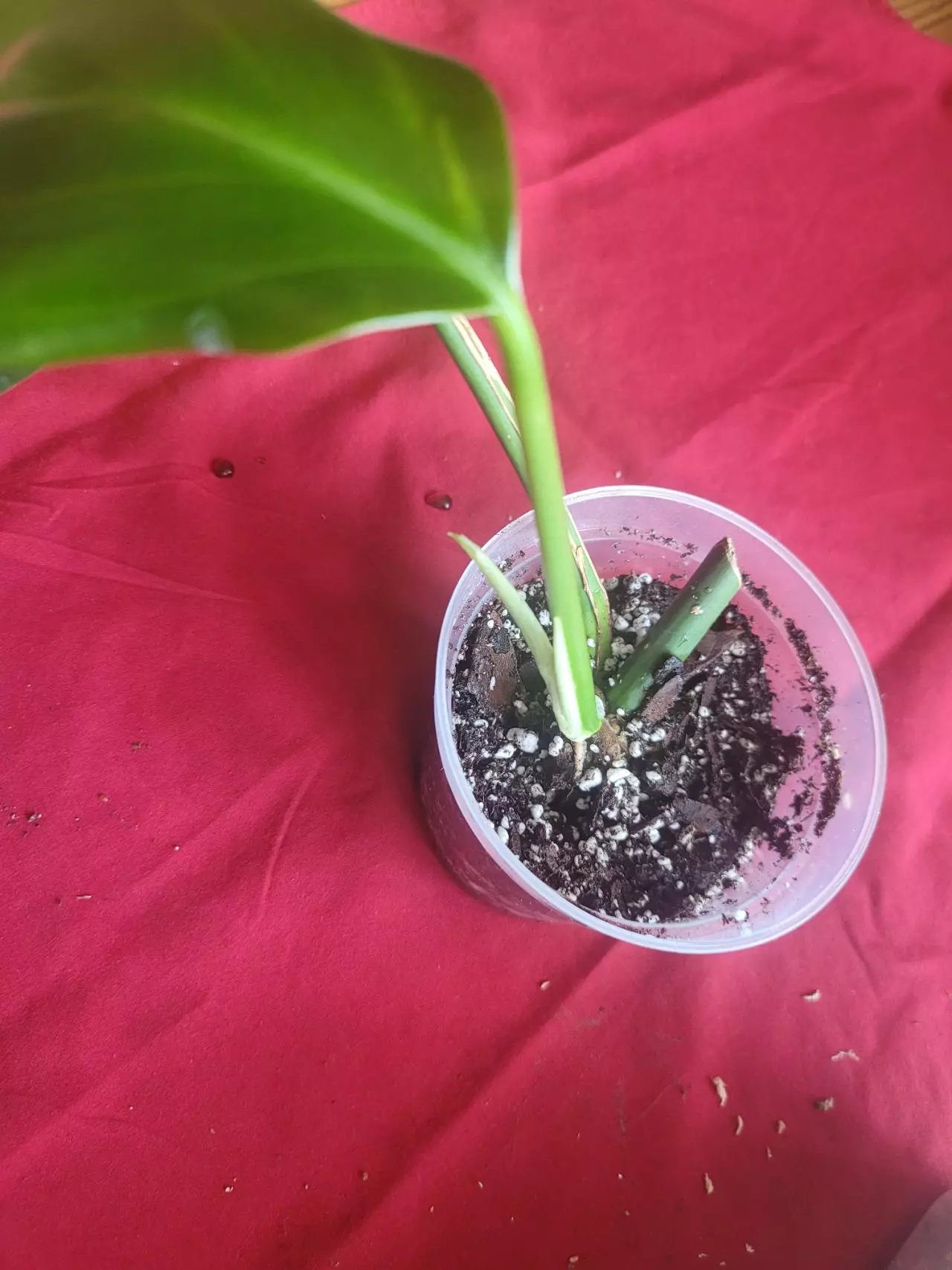 plant/Rhaphiodorpha Decursiva Dragon Tail-0