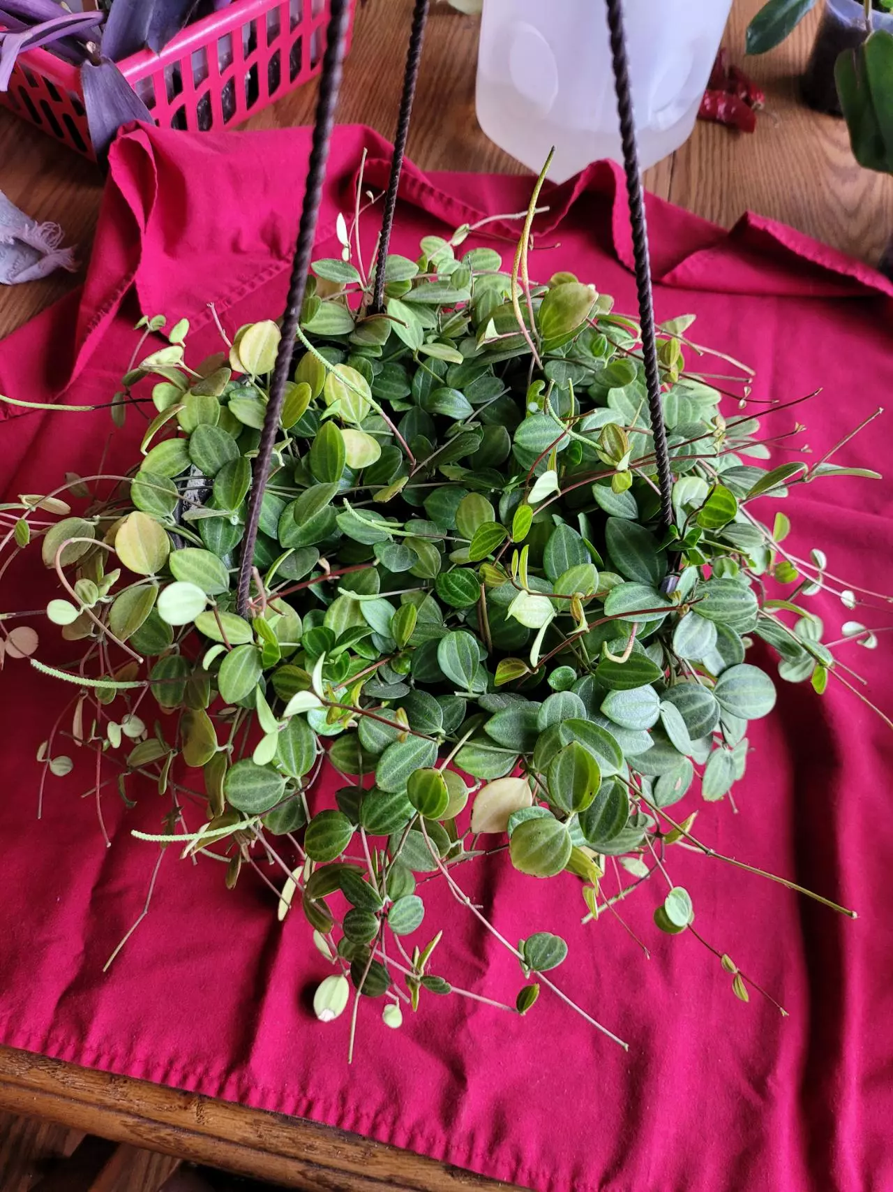 plant/Peperomia Beetle-0