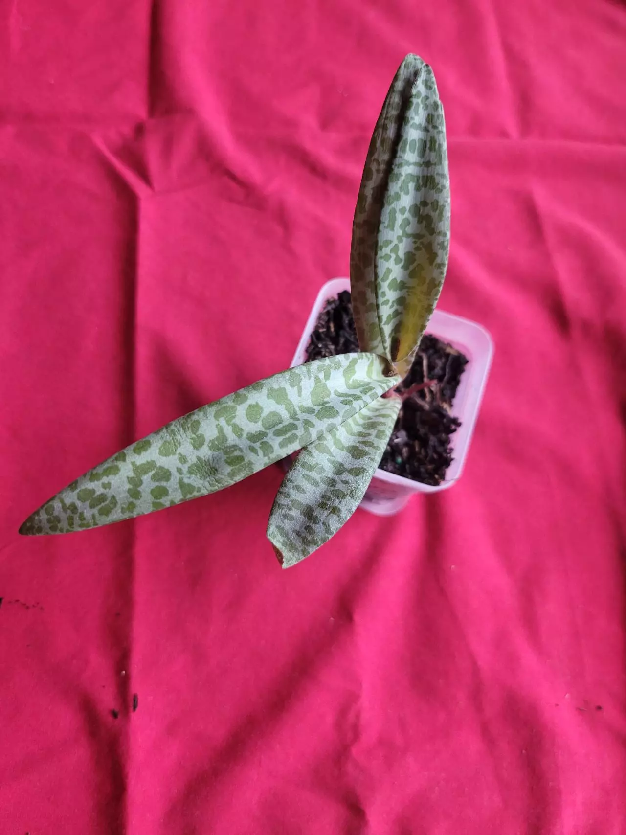 plant/Silver Squill-1