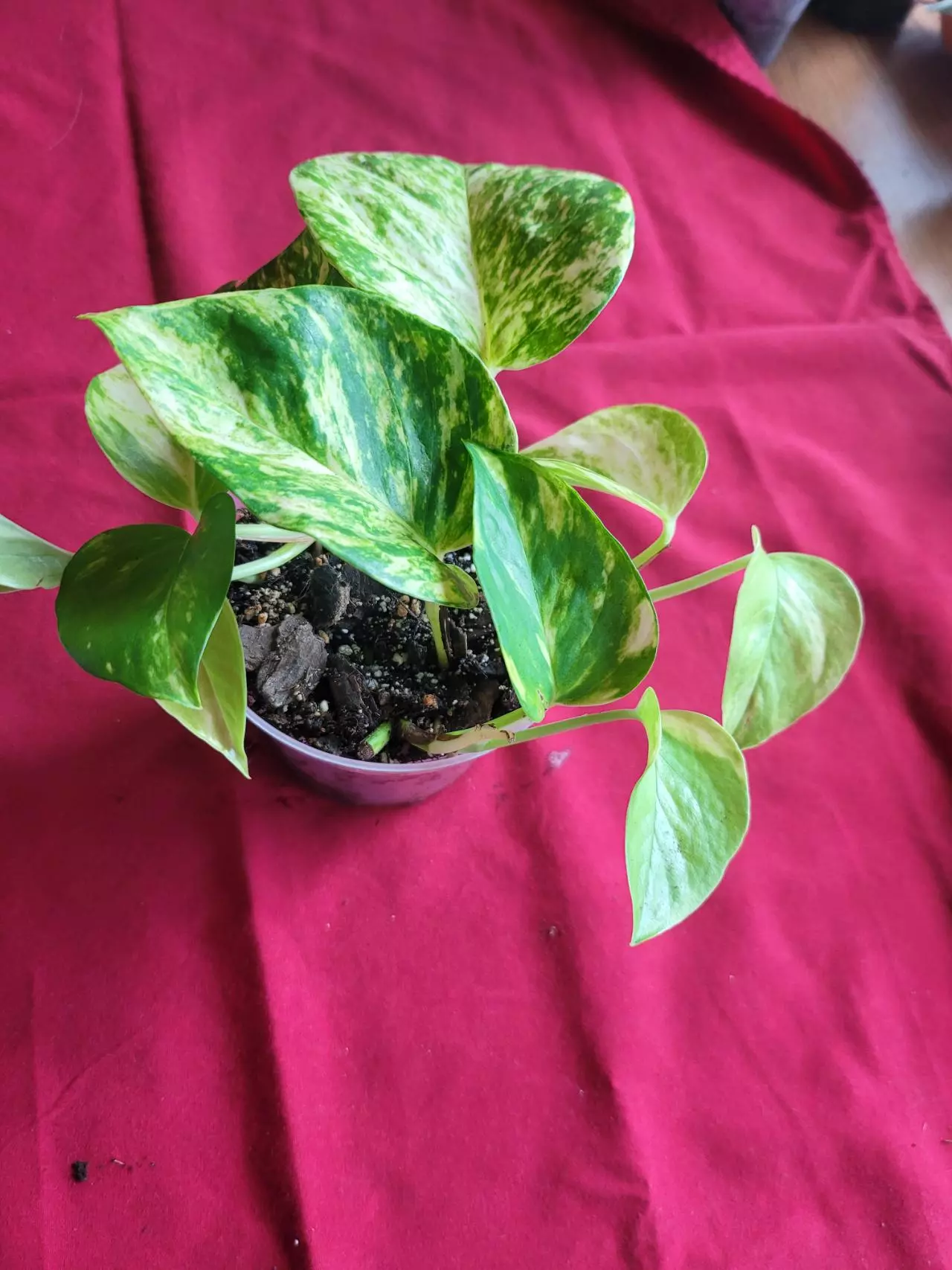 plant/Hawaiian Pothos-2