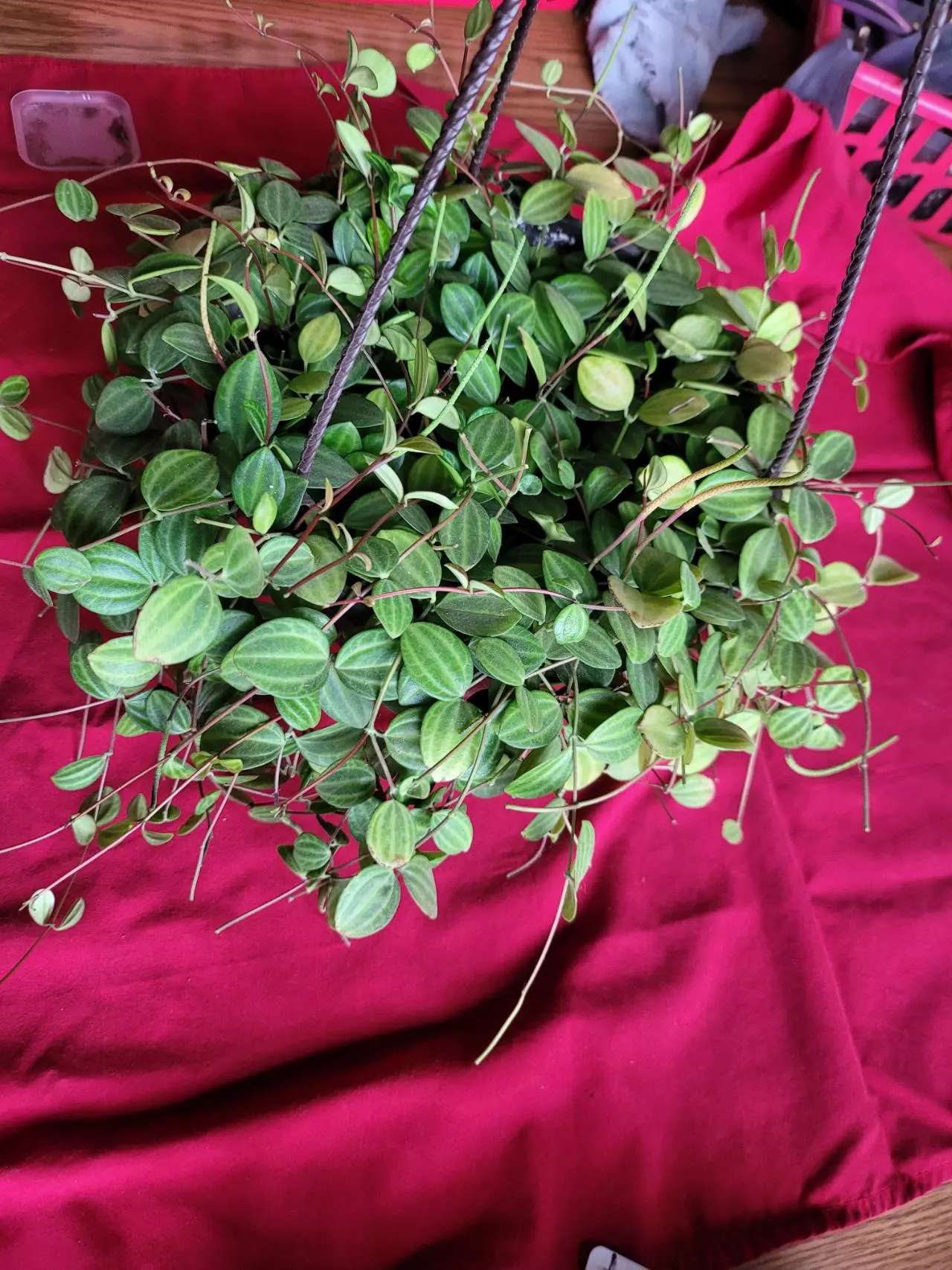 plant/Peperomia Beetle-1