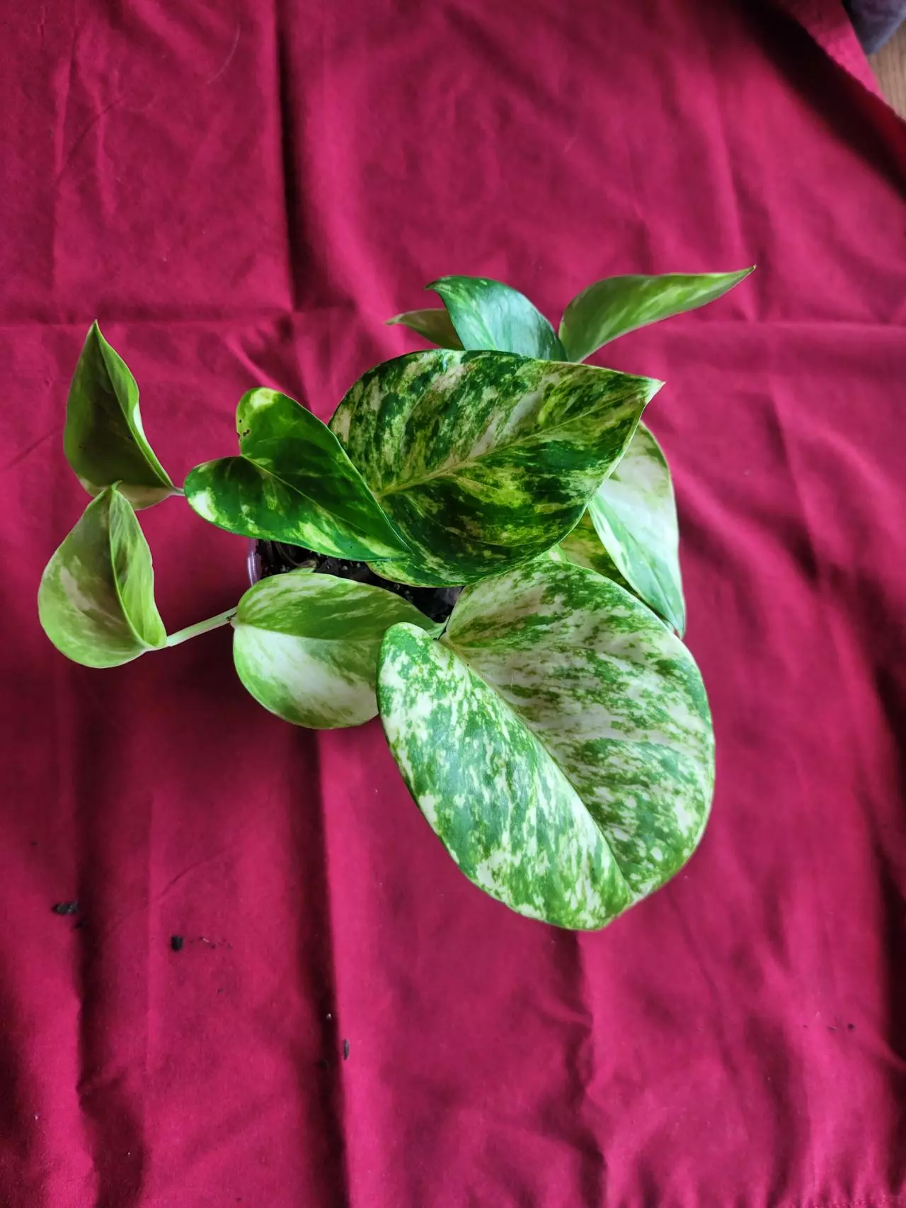plant/Hawaiian Pothos-0