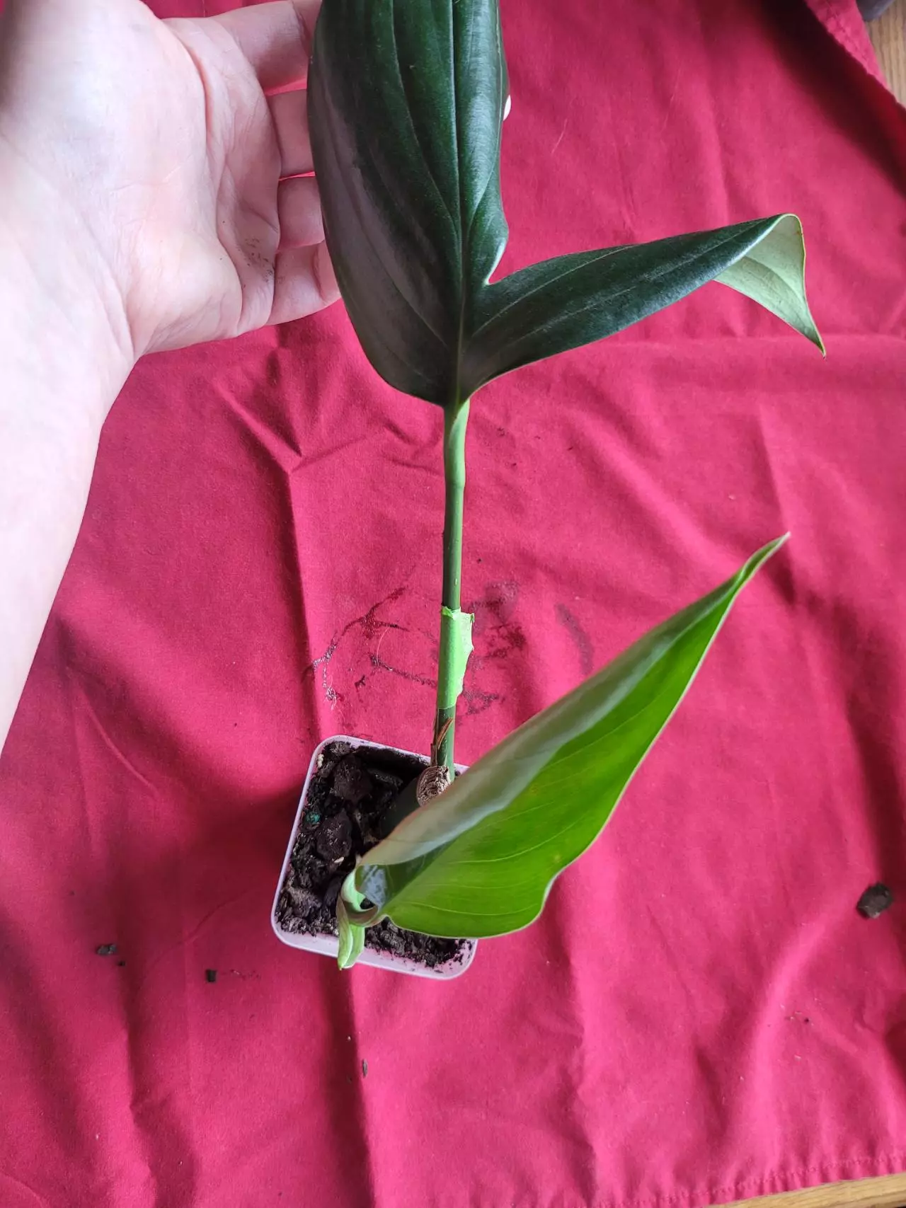plant/Rhaphiodorpha Decursiva Dragon Tail-0