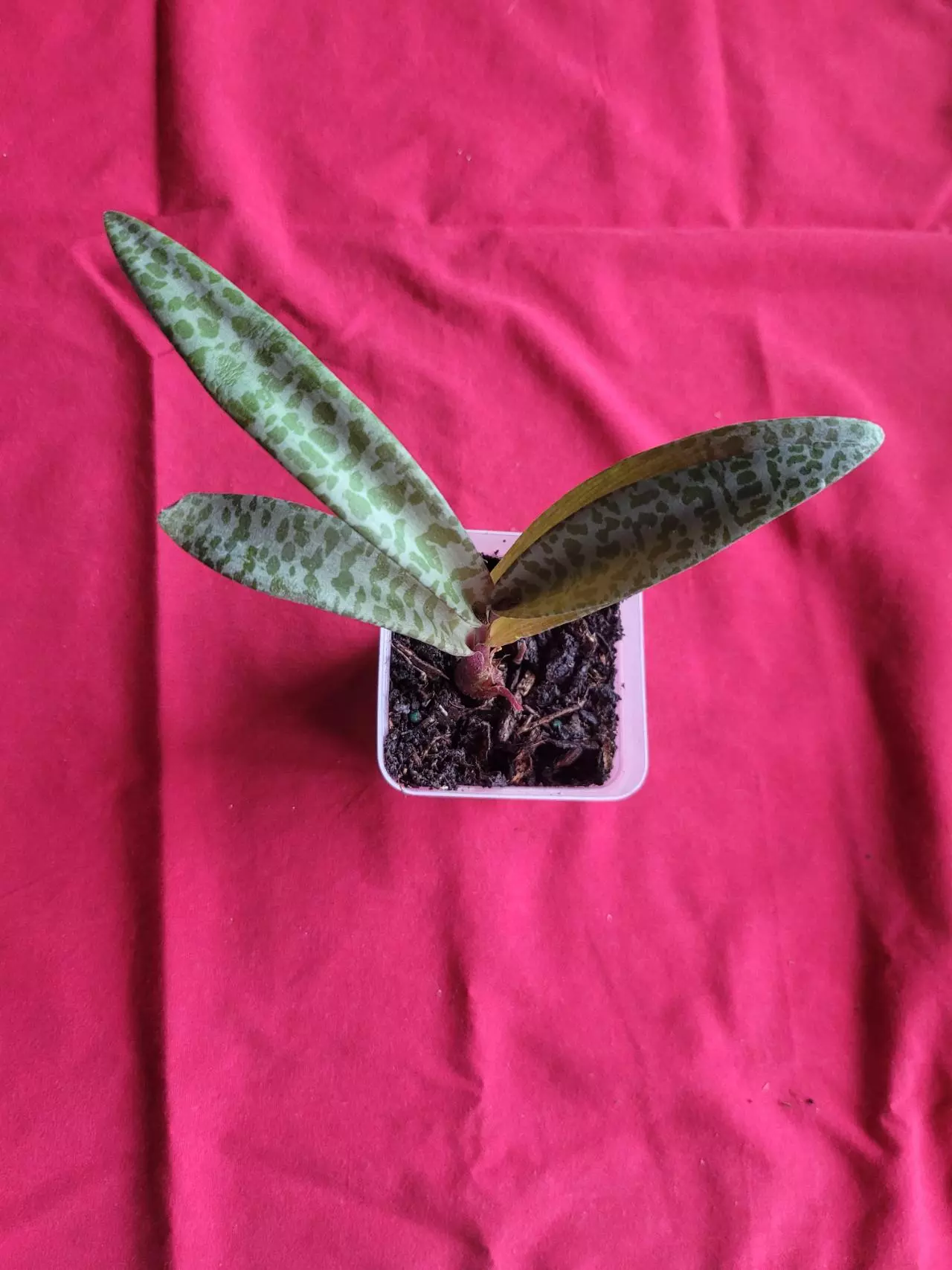 plant/Silver Squill-0