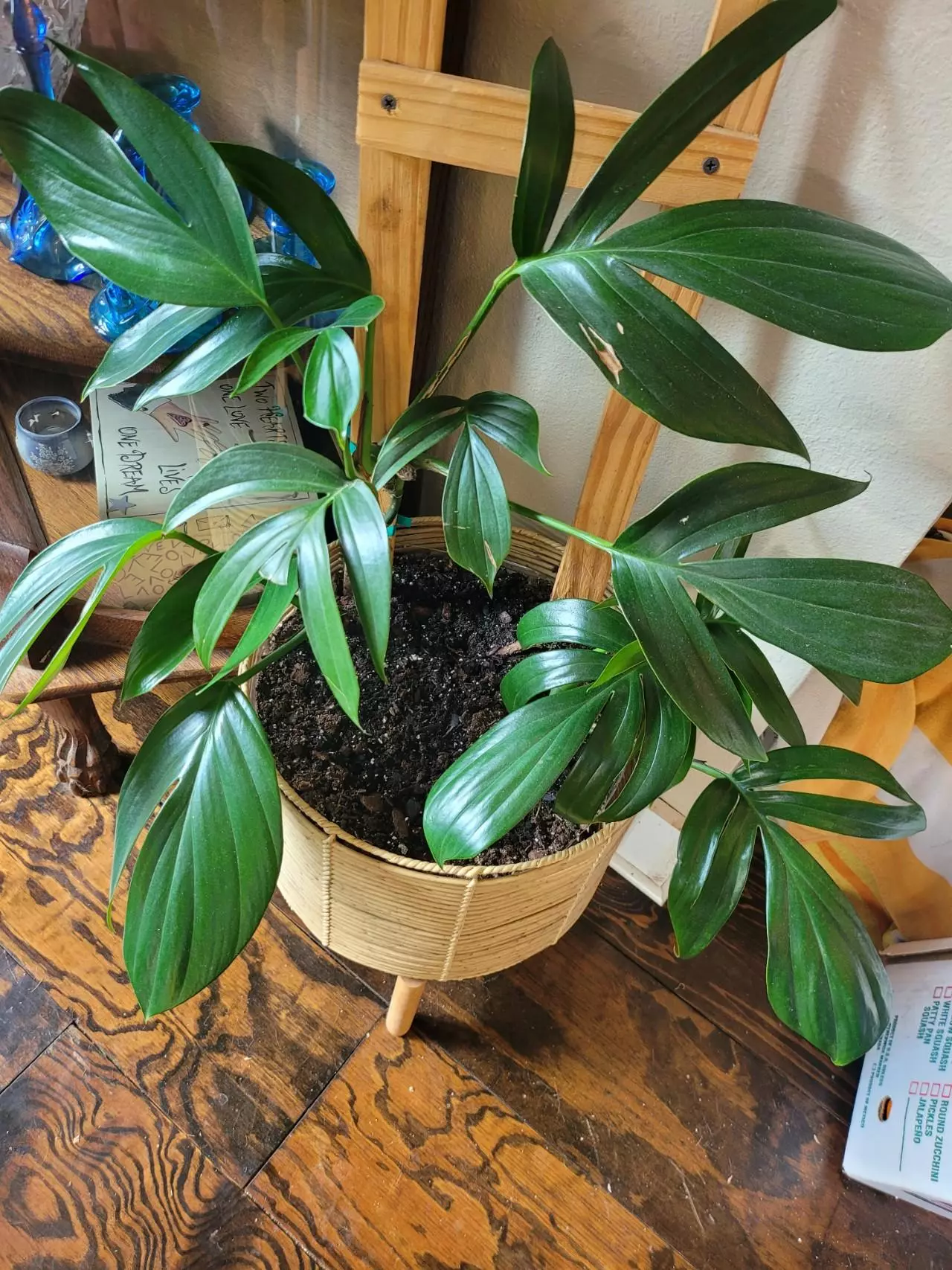 plant/Rhaphiodorpha Decursiva Dragon Tail-1