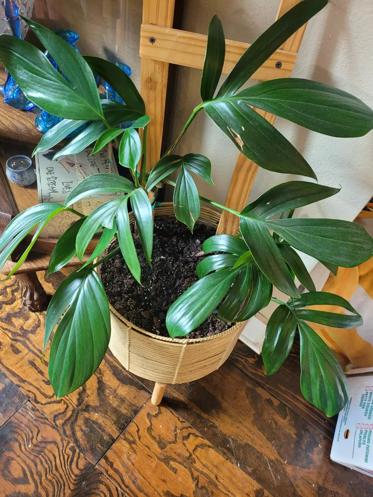 plant/Rhaphiodorpha Decursiva Dragon Tail-2