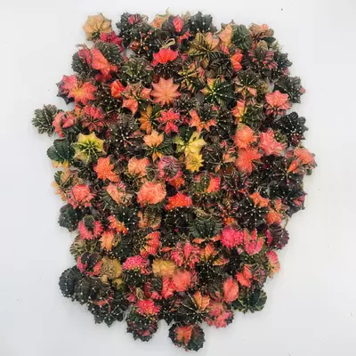 plant/Gymnocalycium Variegated Mystery Lot - Rare Thailand import cactus (Random)-2-thumbnail