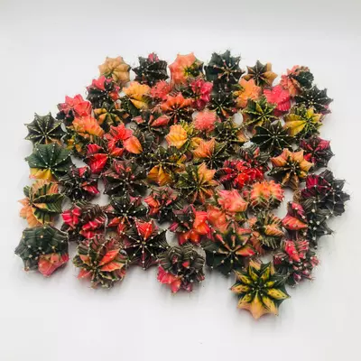 plant/Gymnocalycium Variegated Mystery Lot - Rare Thailand import cactus (Random)-0-thumbnail