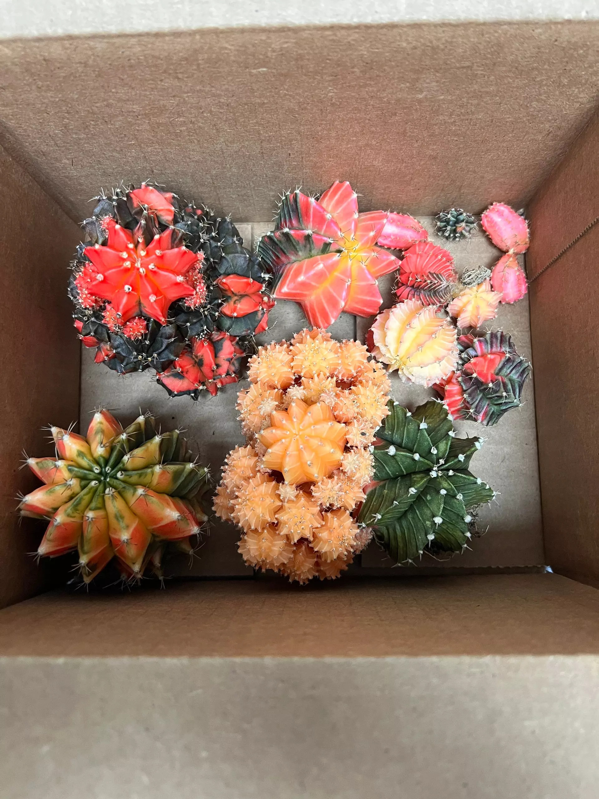 plant/Gymnocalycium Variegated Mystery Lot - Rare Thailand import cactus (Random)-7