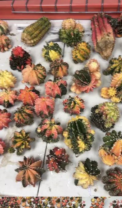 plant/Gymnocalycium Variegated Mystery Lot - Rare Thailand import cactus (Random)-5-thumbnail