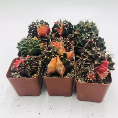 plant/Gymnocalycium Variegated Mystery Lot - Rare Thailand import cactus (Random)-3-thumbnail