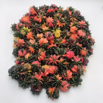 plant/Gymnocalycium Variegated Mystery Lot - Rare Thailand import cactus (Random)-1-thumbnail