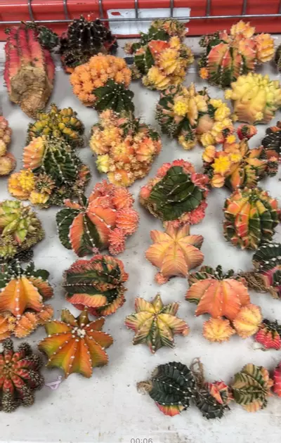 plant/Gymnocalycium Variegated Mystery Lot - Rare Thailand import cactus (Random)-6-thumbnail