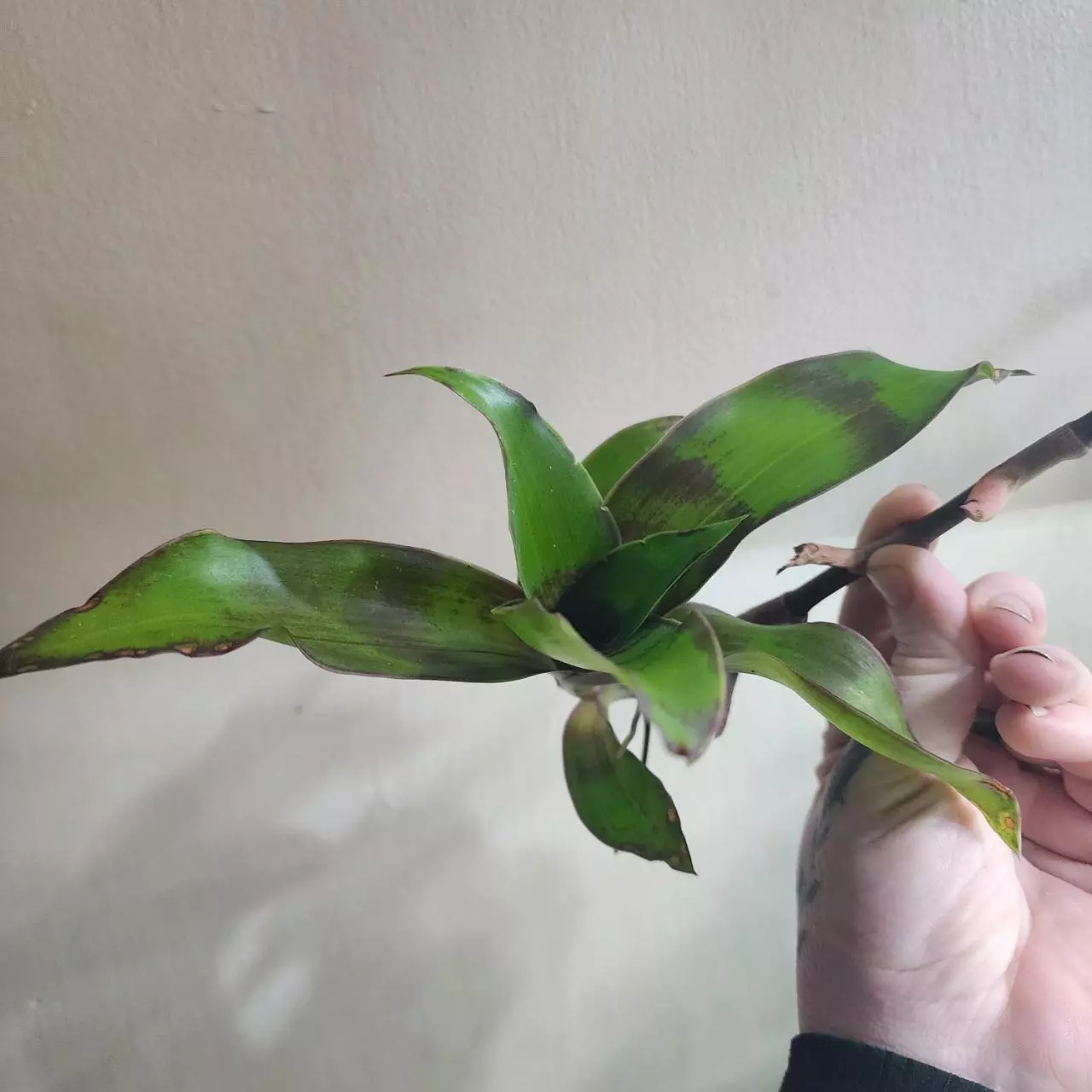 plant/Purple Octopus plant pups, callisia fragrans, Basket plant, false Bromeliad-0