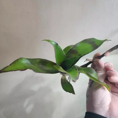 plant/Purple Octopus plant pups, callisia fragrans, Basket plant, false Bromeliad-0-thumbnail