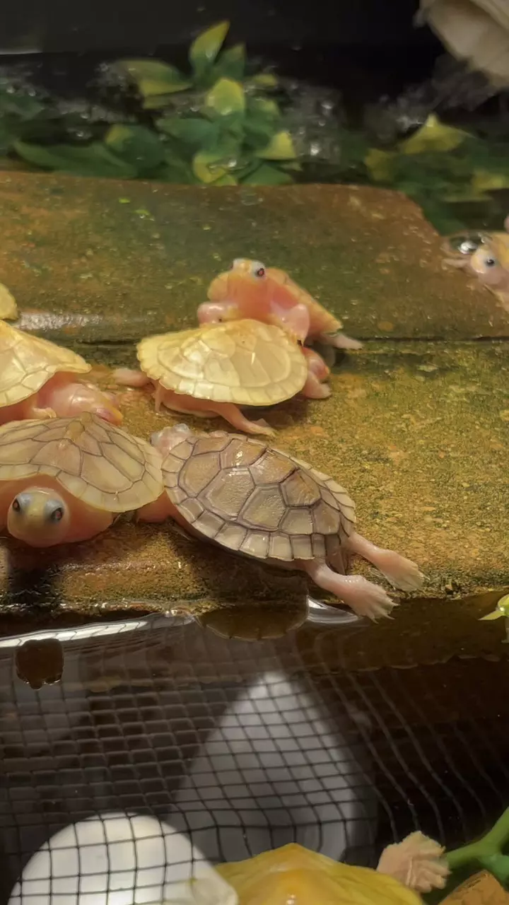 plant/RES Turtle Morph Hatchlings-0