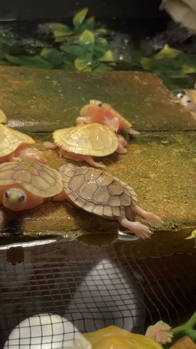 plant/RES Turtle Morph Hatchlings-0-thumbnail