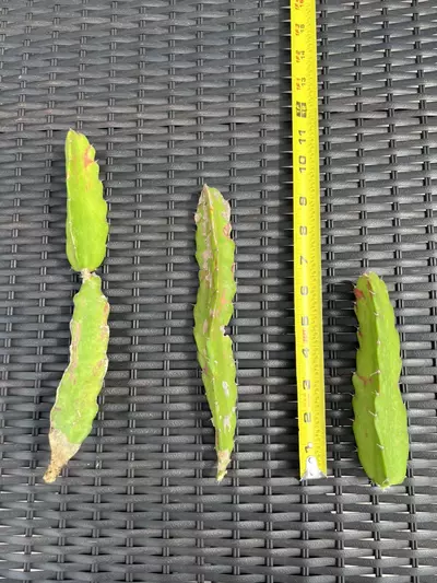 plant/Hylocalycium Chimera Cutting (C)-2-thumbnail