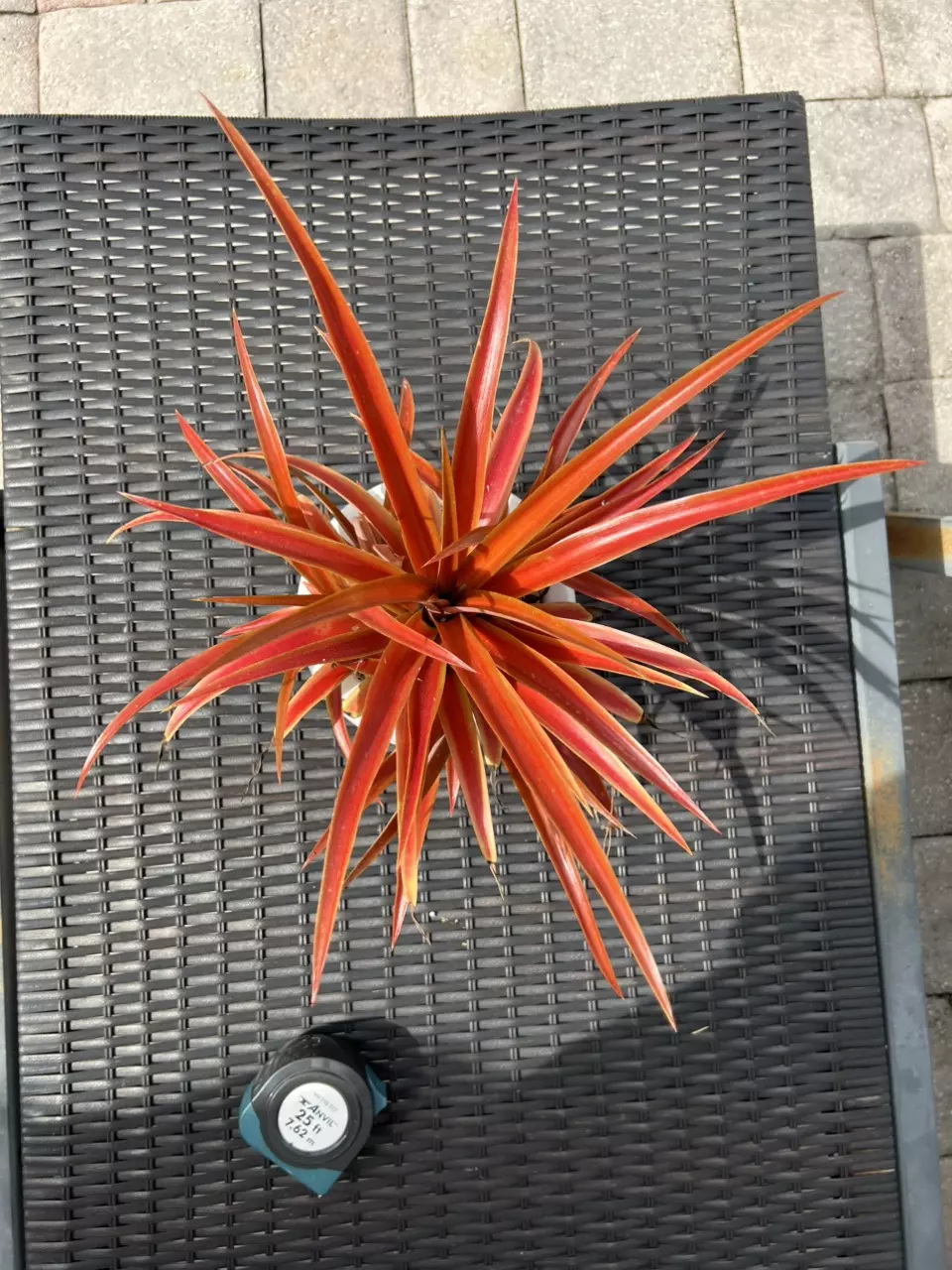 plant/Red Dwarf Pineapple-0