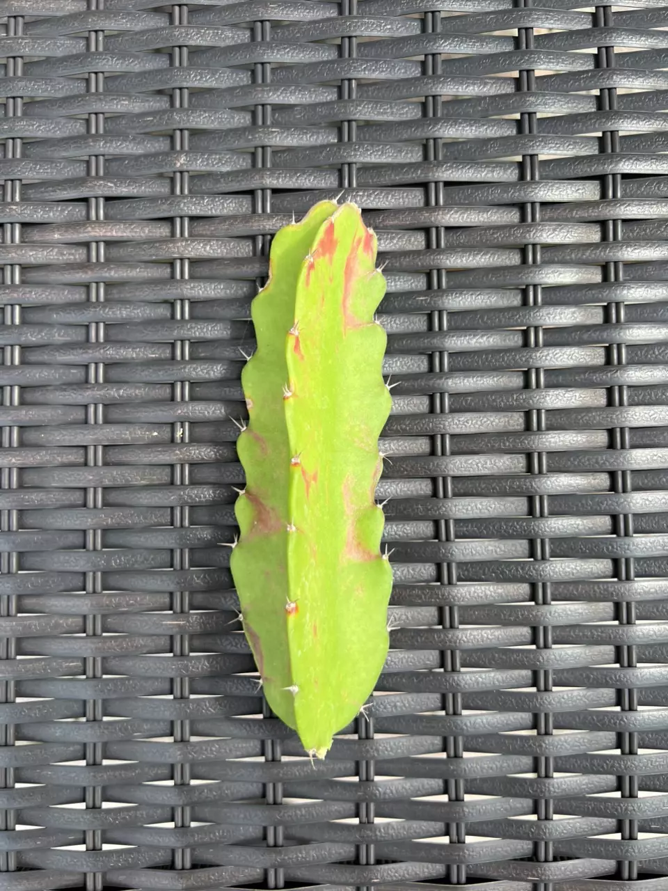 plant/Hylocalycium Chimera Cutting (C)-0