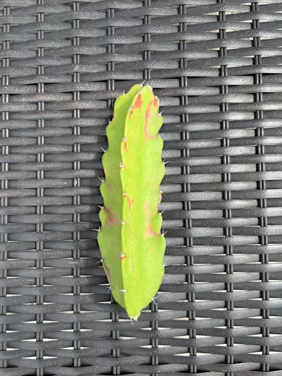 plant/Hylocalycium Chimera Cutting (C)-0-thumbnail