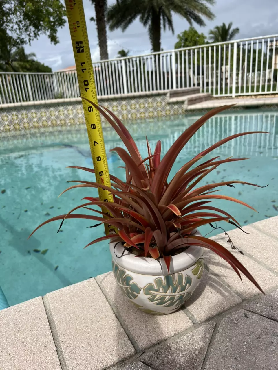 plant/Red Dwarf Pineapple-1