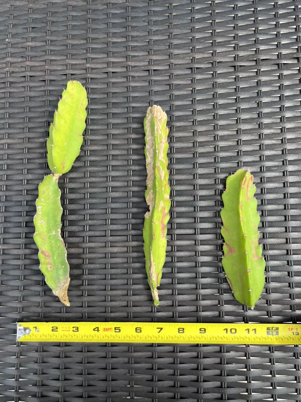 plant/Hylocalycium Chimera Cutting (C)-1