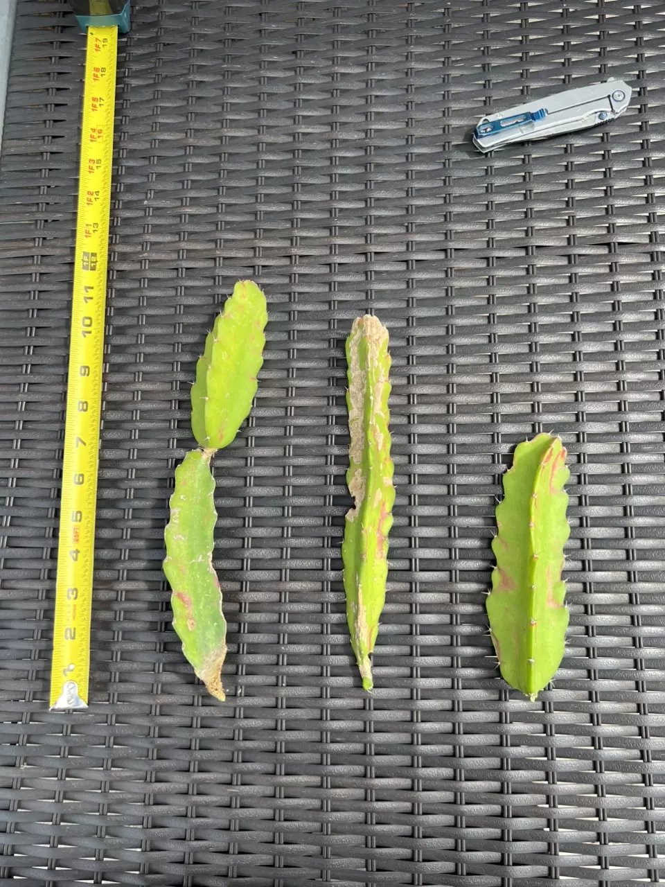 plant/Hylocalycium Chimera Cutting (C)-4