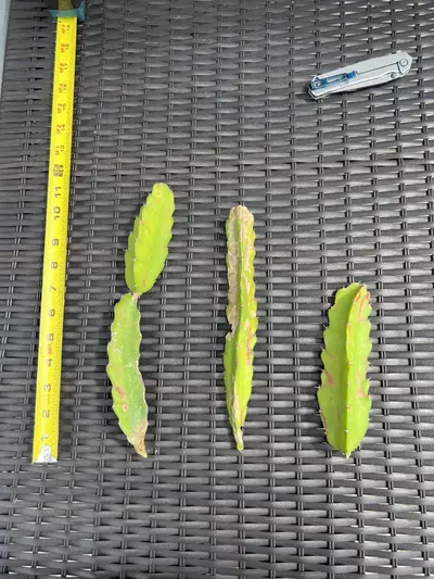 plant/Hylocalycium Chimera Cutting (C)-4-thumbnail