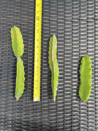 plant/Hylocalycium Chimera Cutting (C)-3-thumbnail