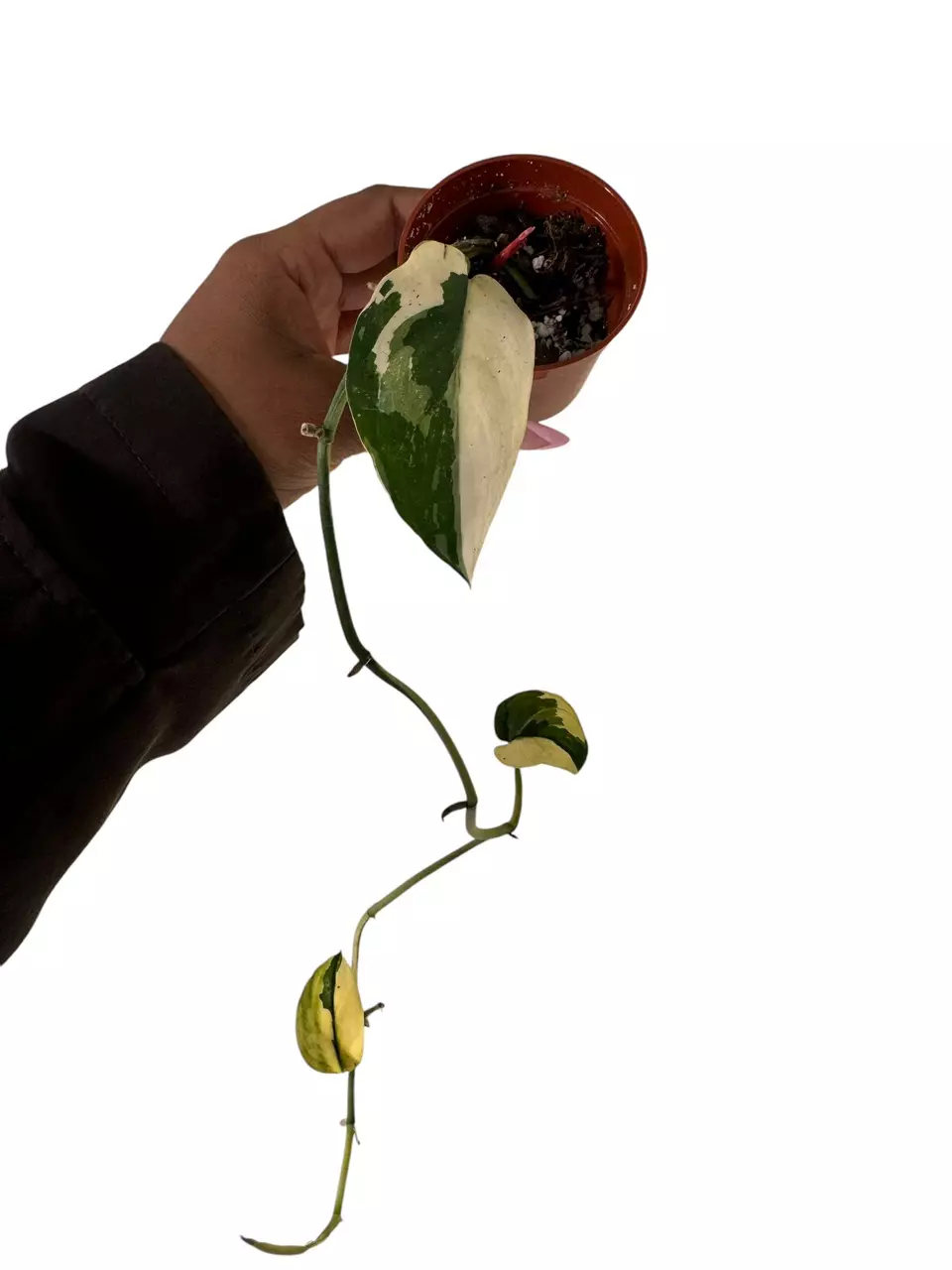 plant/Scindapsus Jade Satin Albo Reserved-0