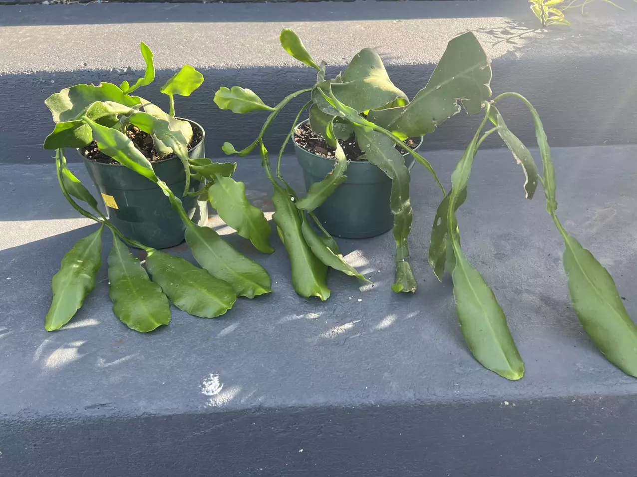 plant/Cactidugo- Queen of the night x2-0