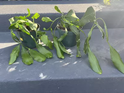 plant/Cactidugo- Queen of the night x2-0-thumbnail