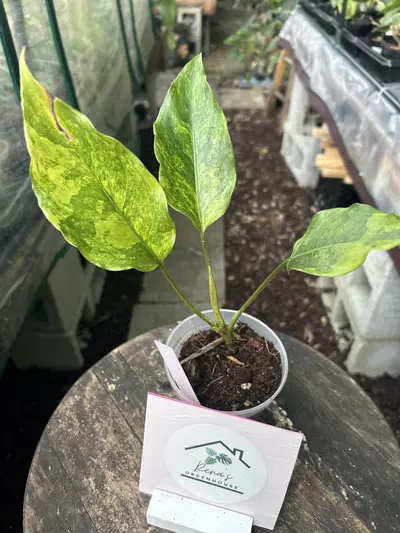 plant/Aglaonema Thai aurea-0-thumbnail