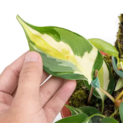 plant/Philodendron cream splash starters growers choice C3-C5-0-thumbnail