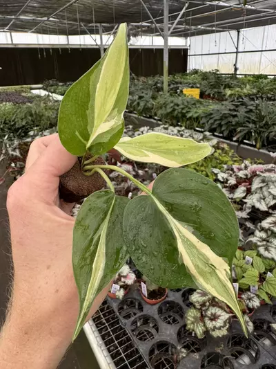 plant/Philodendron cream splash starters growers choice C3-C5-2-thumbnail