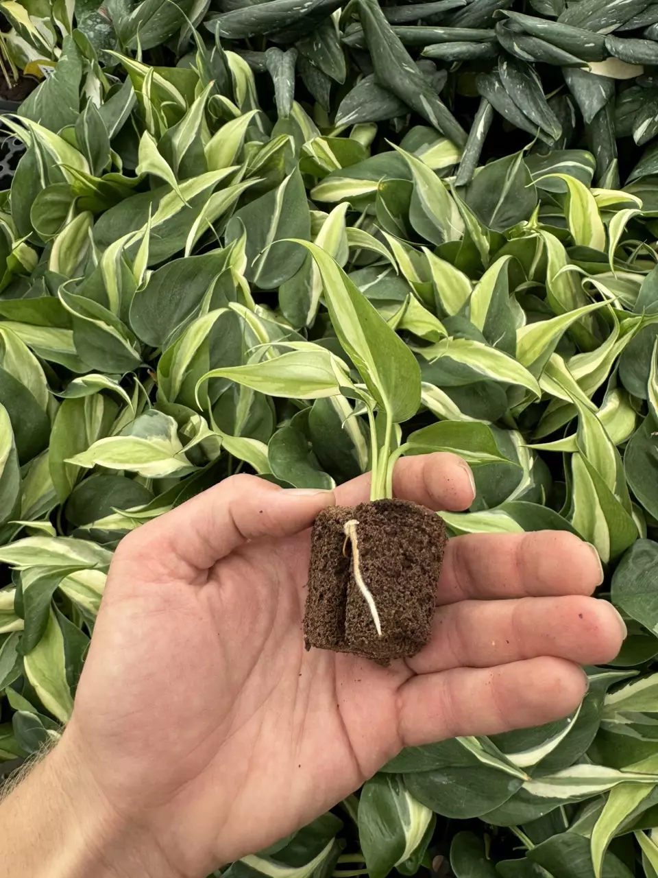 plant/Philodendron cream splash starters growers choice C3-C5-6