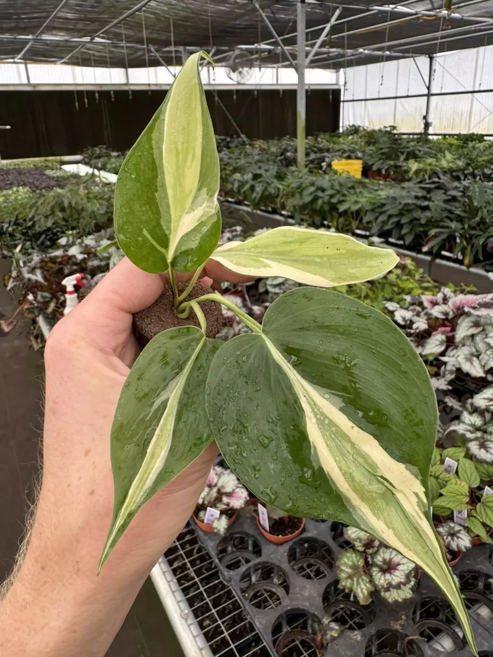 plant/Philodendron cream splash starters growers choice C3-C5-1