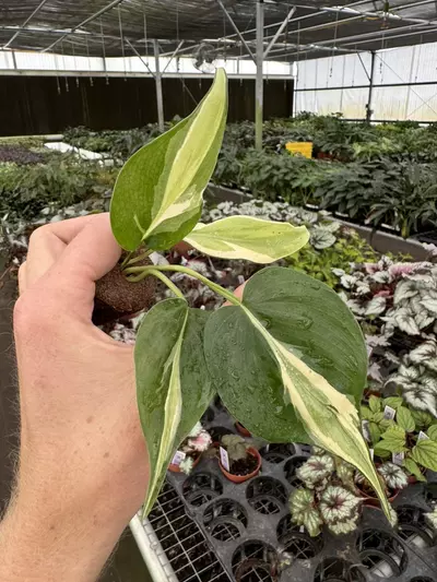 plant/Philodendron cream splash starters growers choice C3-C5-3-thumbnail