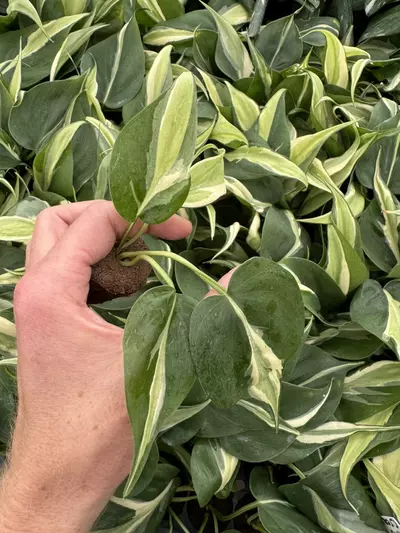 plant/Philodendron cream splash starters growers choice C3-C5-5-thumbnail