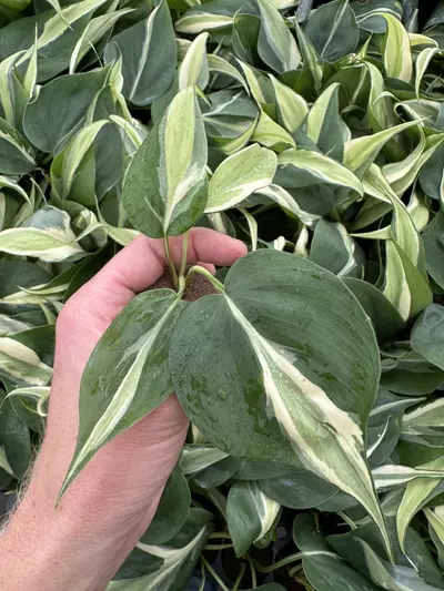 plant/Philodendron cream splash starters growers choice C3-C5-4-thumbnail